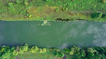 Top view of the river, surrounded by trees and meadows video
