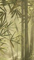 A serene bamboo grove enveloped in a mystical fog video