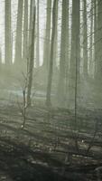 A burned forest with charred trees and a haunting atmosphere video
