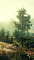A serene forest path surrounded by lush greenery video