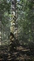 birch forest with towering trees and dappled sunlight filtering through leaves video