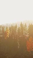 Sunlight streaming through the trees in a beautiful forest video