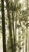 A serene bamboo grove covered in mist video