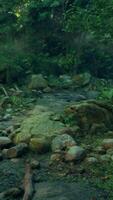 A stream running through a lush green forest video