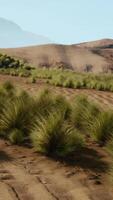 A serene landscape with mountains and a lush field of grass video