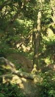 A stream running through a lush green forest video