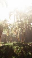 A bunch of palm trees that are in the grass video