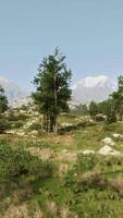 A serene landscape with trees and mountains in the background video