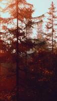 Sunlight streaming through trees in a lush forest video