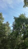Strong winds shake the leaves and tree branches with the glare of the sun's rays. High quality 4k footage video