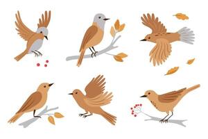Forest birds illustration. Set of birds in different poses - bird is flying, siting on branch. cute animals on white background. vector