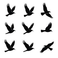 Silhouettes of birds in flight set against a stark white background exhibit graceful movement and artistic expression in various natural poses. vector