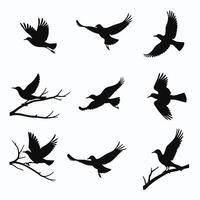 Silhouettes of birds in various poses against a simple white background, showcasing elegance and grace in flight and perched on branches. vector