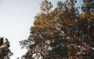 A view of tall trees in a forest photo