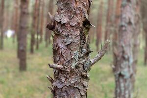 A close up of a tree trunk with a few leaves photo