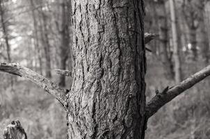 A black and white photo of a tree trunk