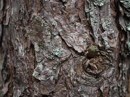 A close up of a tree with lichen on it photo