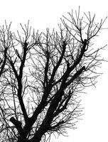 A black and white image of a tree with no leaves photo