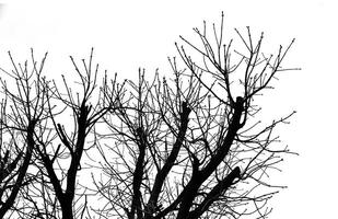 A black and white photo of a tree with no leaves