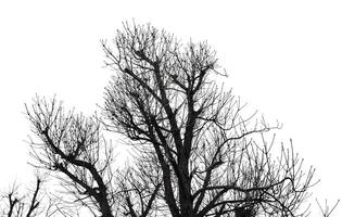 A black and white photo of a tree with no leaves