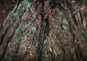 A close up of the bark of a tree photo