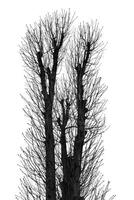High contrast black and white image of leafless trees branches isolated on white background. Silhouette of a trees without leaves photo