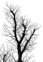 A black and white photo of a tree with no leaves