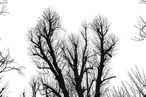 A black and white image of a tree with no leaves photo