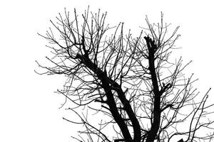 A black and white image of a tree with no leaves photo