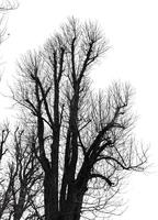 A black and white photo of a tree with no leaves