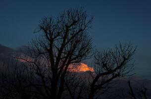 A tree with no leaves in the dark photo