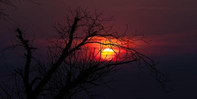 A tree with bare branches in the sunset photo