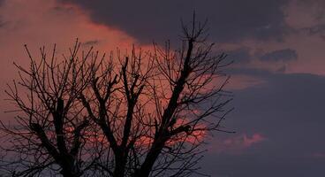 A tree with no leaves in the middle of a cloudy sky photo