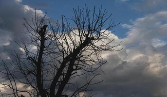 A tree with no leaves and a bird perched on top photo