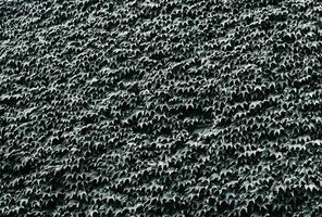 A black and white photo of a wall covered in leaves
