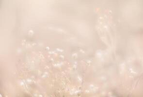 Soft focus blurred image of nature background. Grass and wild flowers on the field on a summer day in the sunlight. Dreamy beautiful background photo