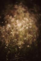 Soft focus blurred image of nature background. Grass and wild flowers on the field on a summer day in the sunlight. Dreamy beautiful background photo