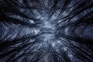 A dark forest with trees in the background photo