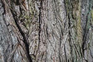A close up of the bark of a tree photo