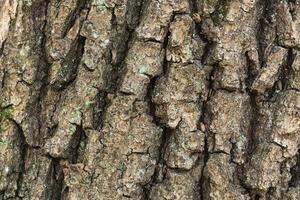 A close up of the bark of a tree photo