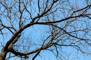 A bird is perched on a tree branch photo