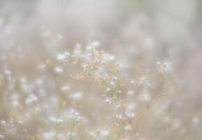 Soft focus blurred image of nature background. Grass and wild flowers on the field on a summer day in the sunlight. Dreamy beautiful background photo