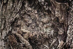 A close up of a tree with a hole in it photo