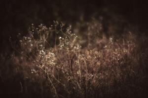 A field of grass with some flowers in the background photo