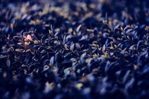 A close up of a bush with leaves and flowers photo