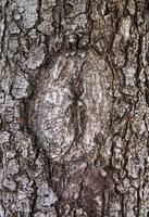 A close up of a tree with a hole in it photo