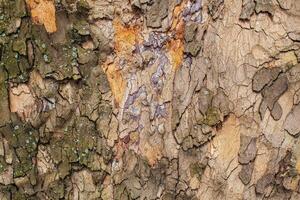 A close up of a tree with a lot of different colors photo