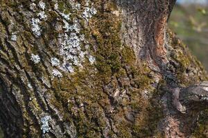A bird sitting on a tree trunk with a branch photo