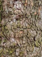 A close up of the bark of a tree photo