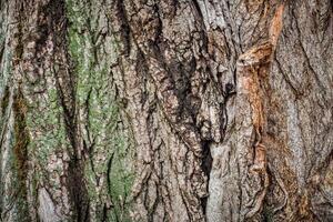 A close up of a tree with green and brown paint photo